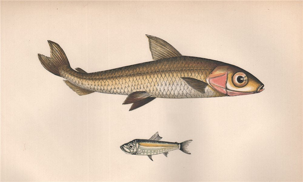 ARGENTINE PEARLSIDES Argentina sphyraena Maurolicus muelleri COUCH Fish 1862